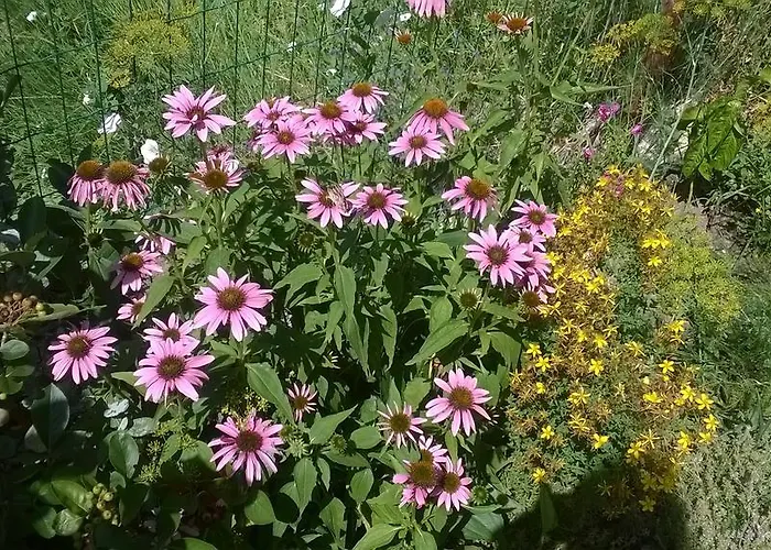 House Of Flowers 3* Ahtopol