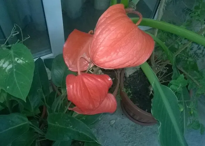 Maison d'hôtes House Of Flowers 3*