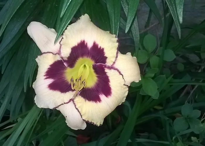 Maison d'hôtes House Of Flowers