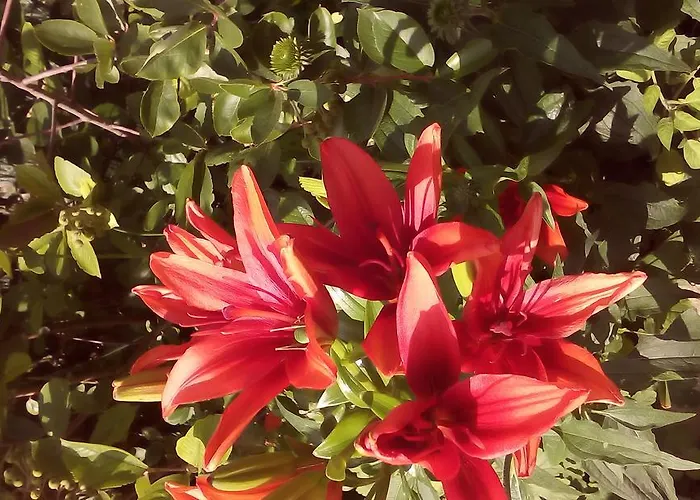 House Of Flowers Maison d'hôtes 3*