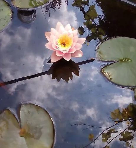 House Of Flowers Maison d'hôtes Ahtopol
