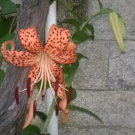 House Of Flowers アフトポル