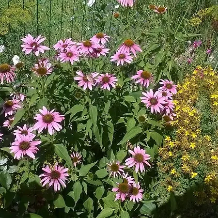 House Of Flowers 3* アフトポル