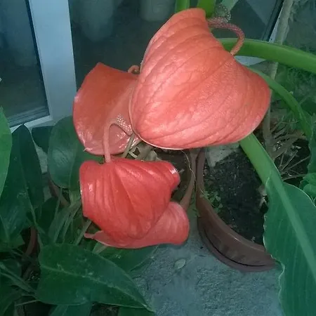 Pensjonat House Of Flowers *
