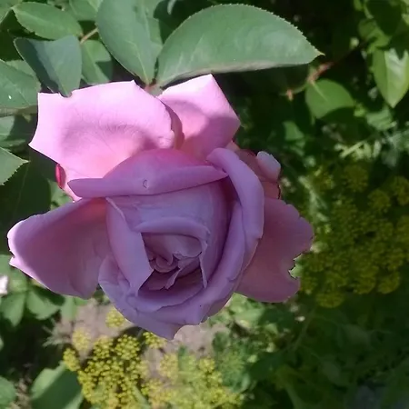 Pensjonat House Of Flowers