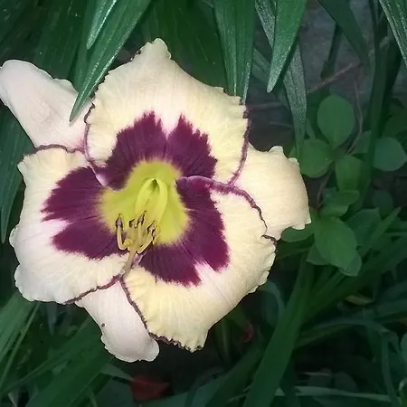 ゲストハウス House Of Flowers