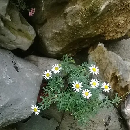 ゲストハウス House Of Flowers アフトポル