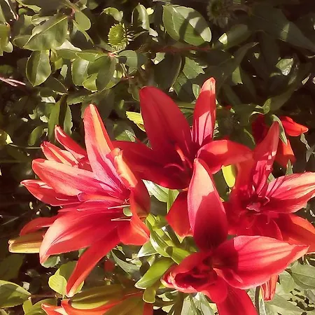 House Of Flowers ゲストハウス 3*