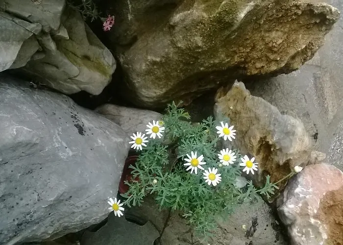 Penzion House Of Flowers Achtopol